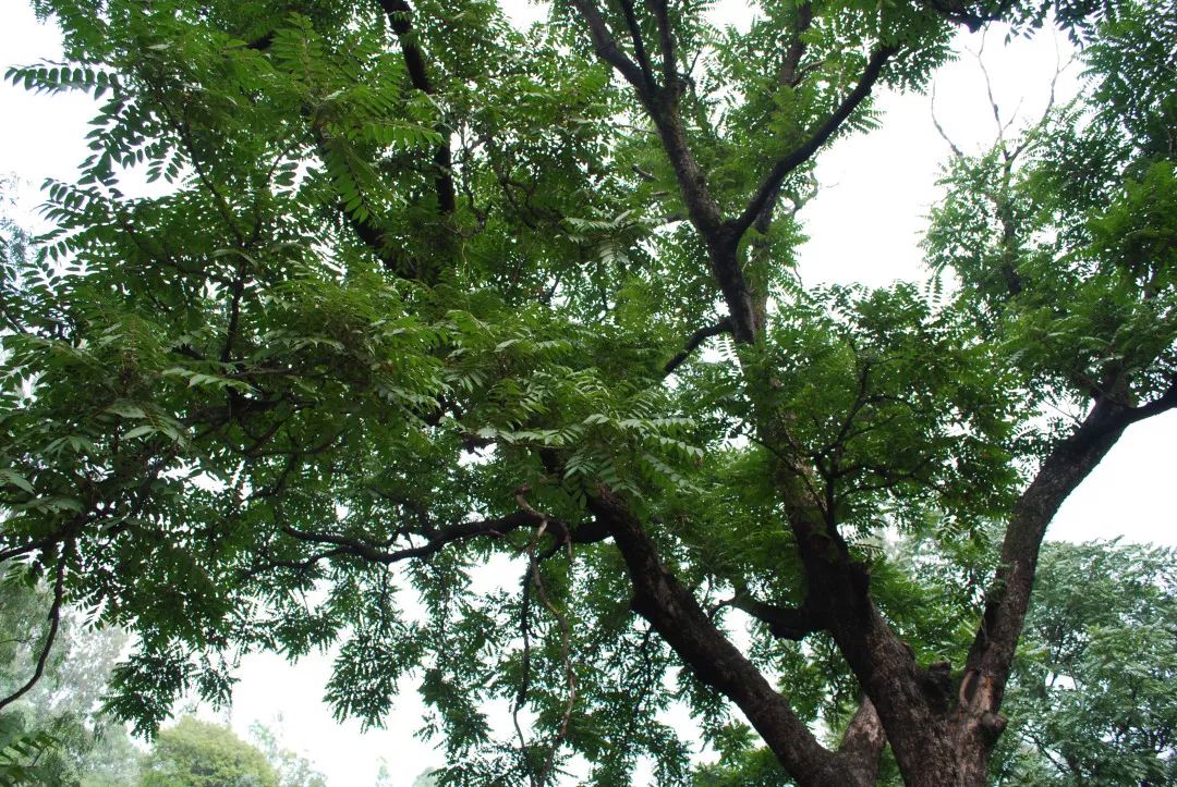 artemisialiu在地球另一面,香椿属还有一类亲戚,叫做洋椿属(cedrela)