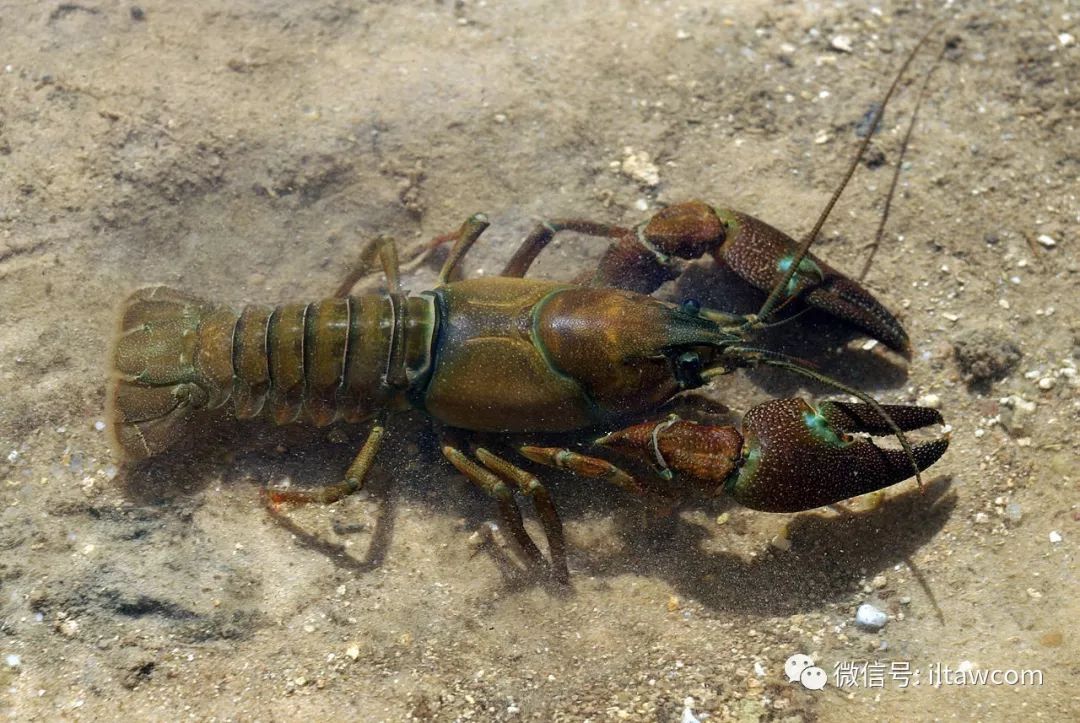 物种图册-通讯螯虾