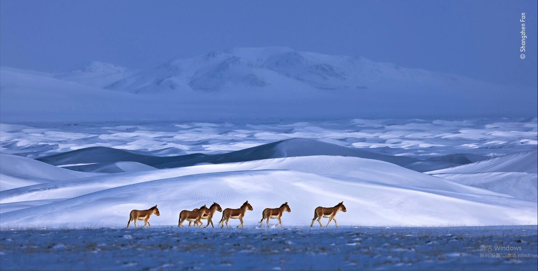 樊尚珍作品《藏野驴》获得提名奖 图自WPY官网