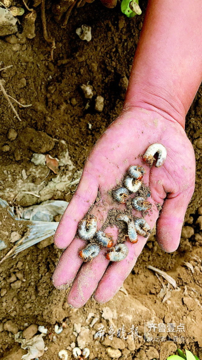 济阳一村花生地遭蛴螬虫害!专家说没见过这么多虫子