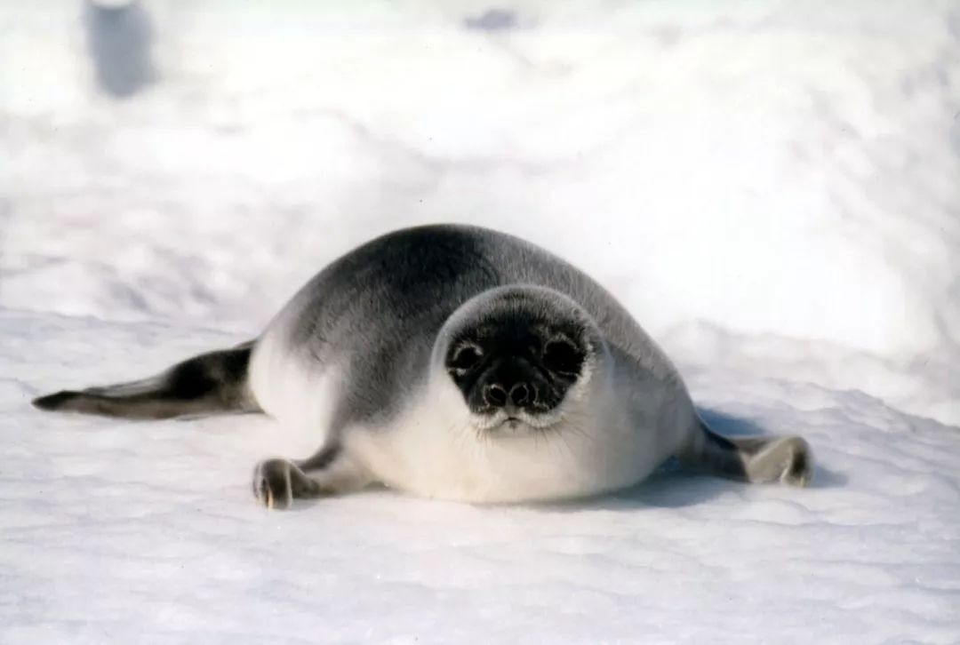 如果后院里出现一只海豹,你应该怎么办?正确的解决方案是这样的