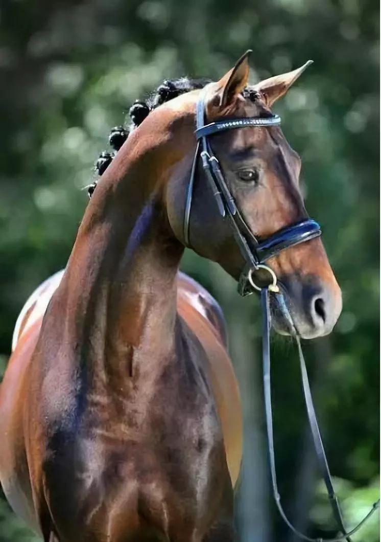 丹麦温血马:马术界的安徒生童话