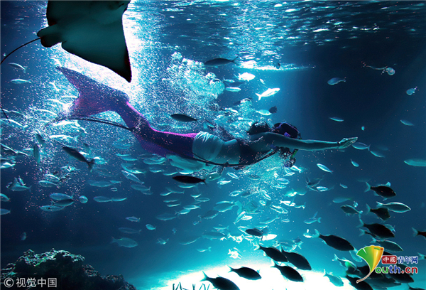 日本水族馆现"美人鱼" 水中畅游光影绚烂
