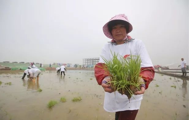 袁隆平团队迪拜沙漠海水稻获成功,将成阿联酋国礼!
