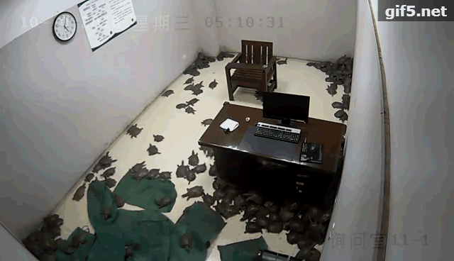 浙江在线-金华频道10月17日讯(浙江在线 记者 傅颖杰 通讯员 胡筱俊