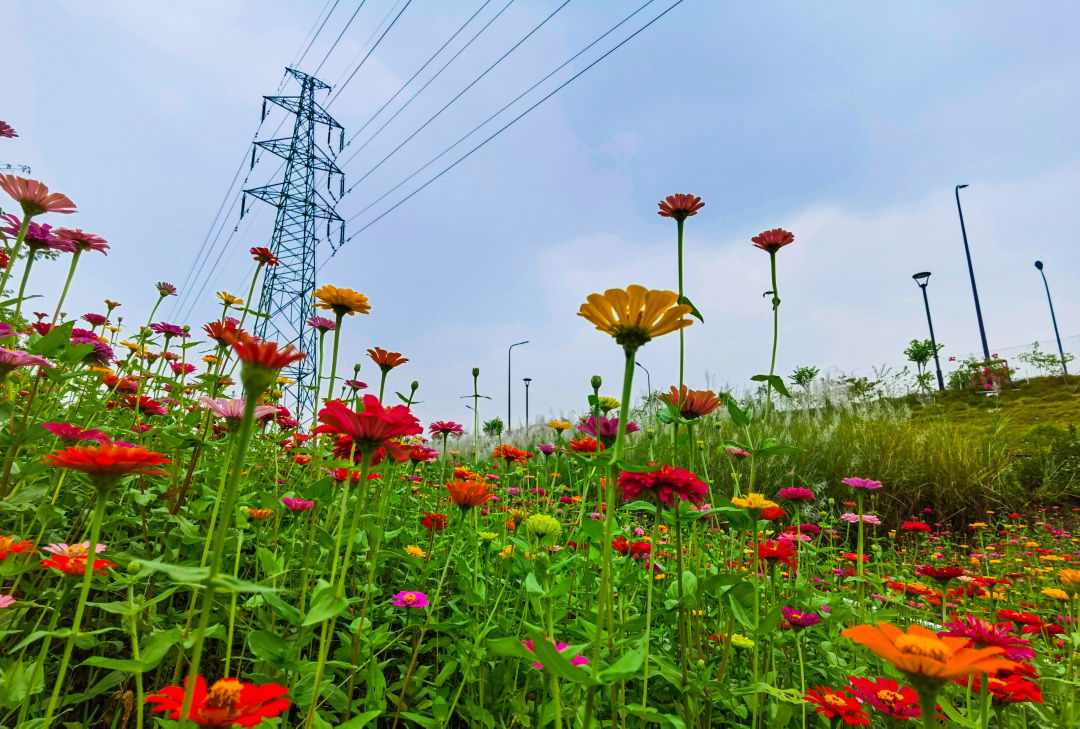 近万平方米花海正在中山惊艳绽放!还有动物乐园
