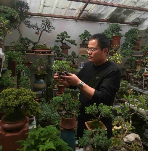 苏州盆景展开幕 这一盆抵得上一栋房