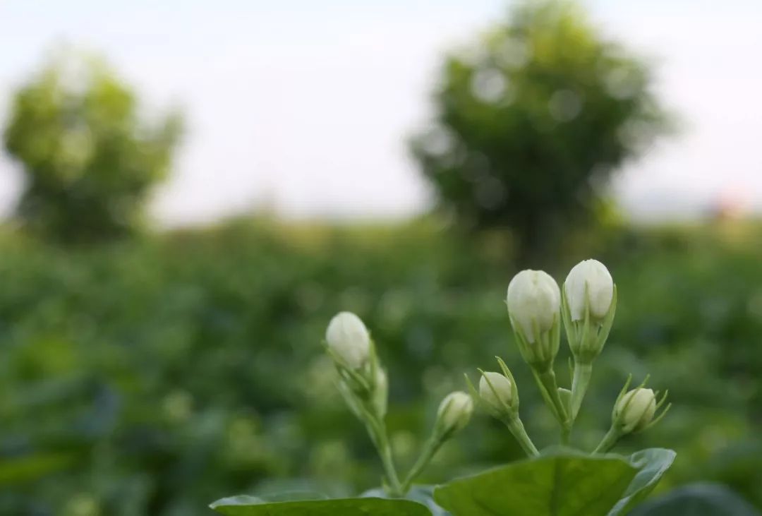 香花与茶一相逢,就会有深刻的故事