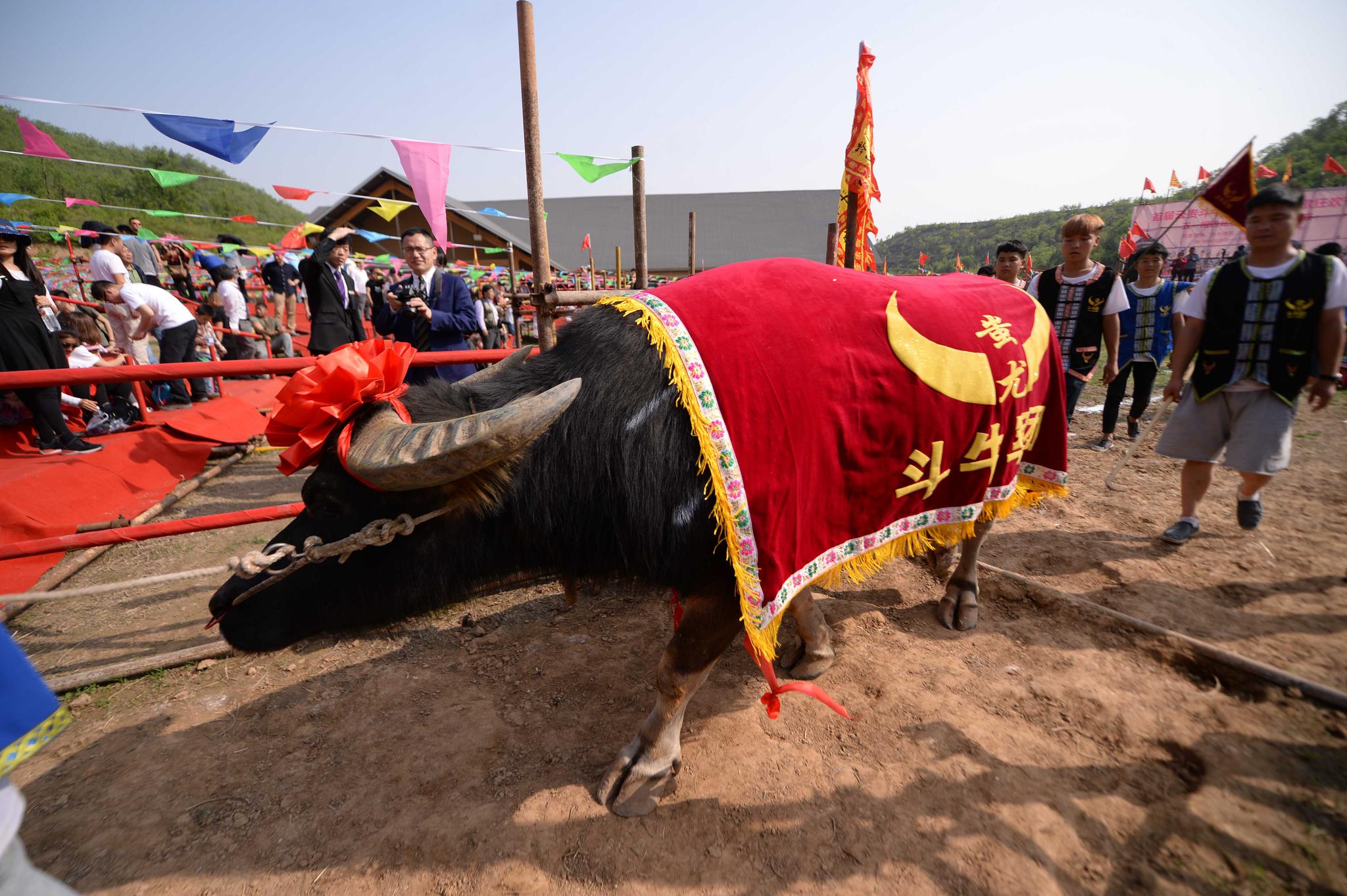 斗牛是云贵少数民族的传统文化