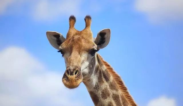 日本网友偶遇长颈鹿避雨,网友:在屋檐下不得不低头,太搞笑了!