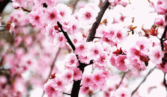 无论白天还是夜晚,带上最爱的她漫步桃花源,与她一起在水岸边写下新年