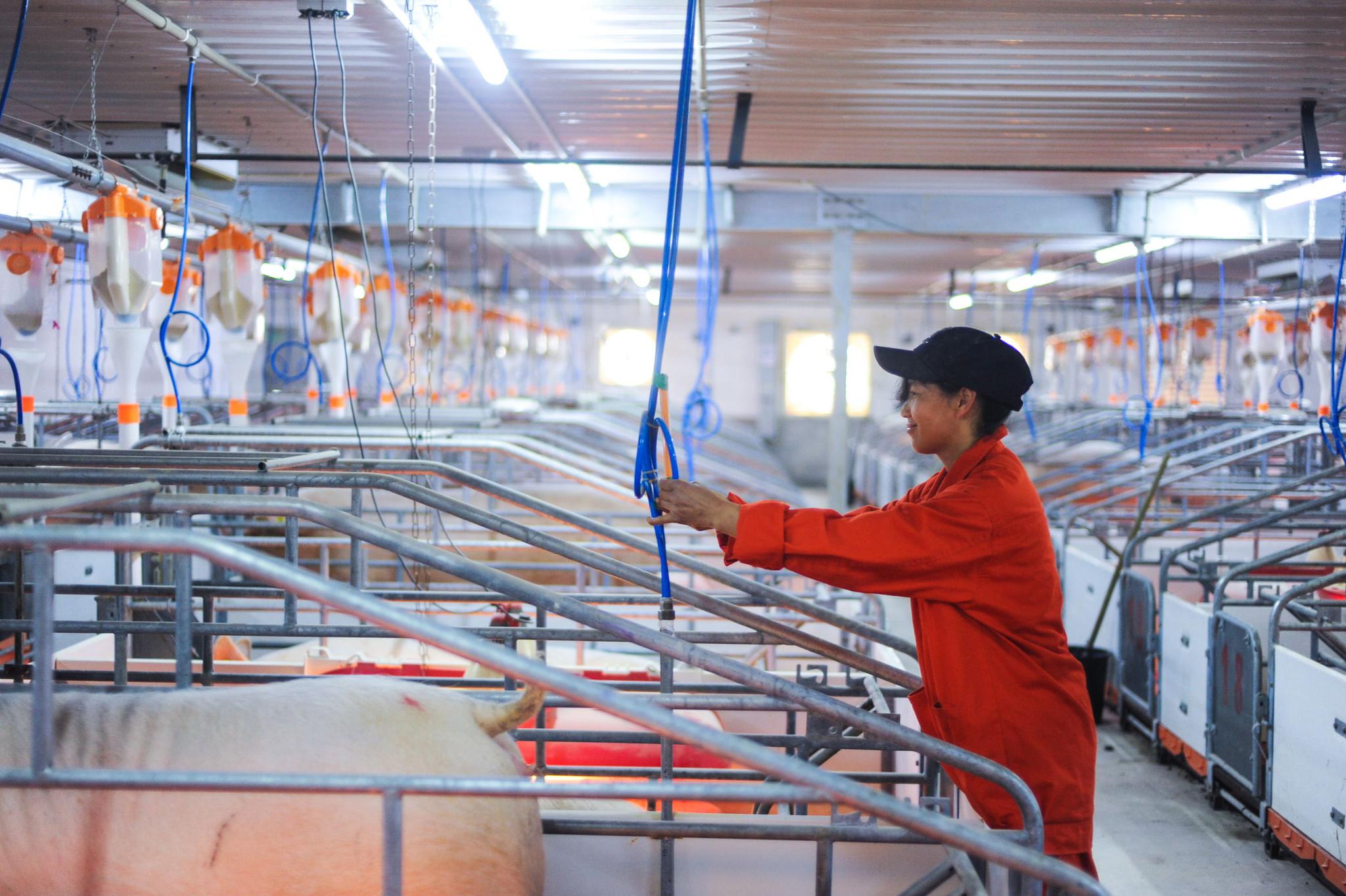 规模猪场生猪存栏连增两月,农业农村部:生猪各项生产指标都在好转