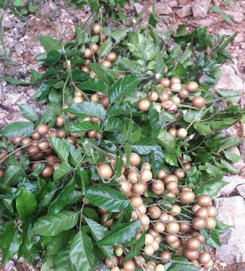 农村树上的野果挂在枝头上没人去摘 反而去捡掉在地上的果子