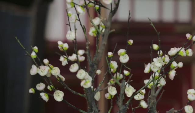 如懿传那盆枯梅出镜率最高其实它就是如懿可惜乾隆明白已晚