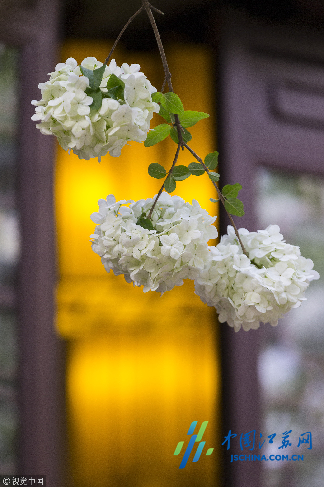 南京清凉山公园 绣球花开正烂漫