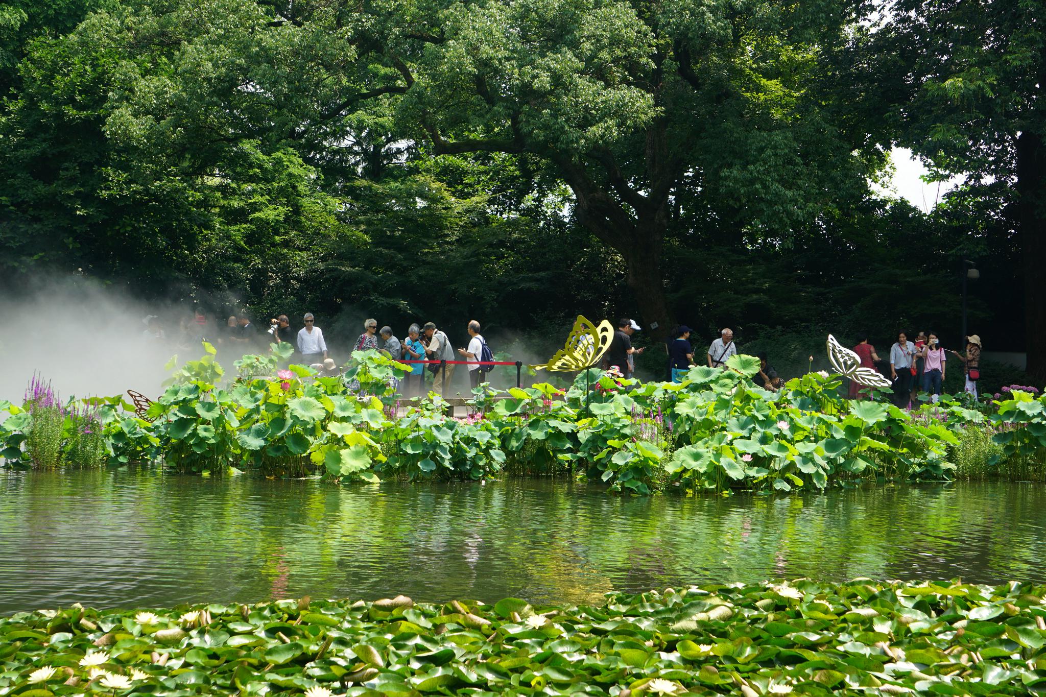 最奇特的睡莲 杭州西湖荷花展来袭
