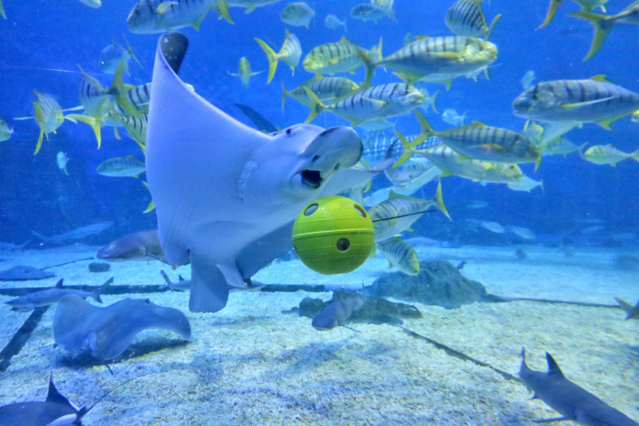 山东烟台上演"海底世界杯"