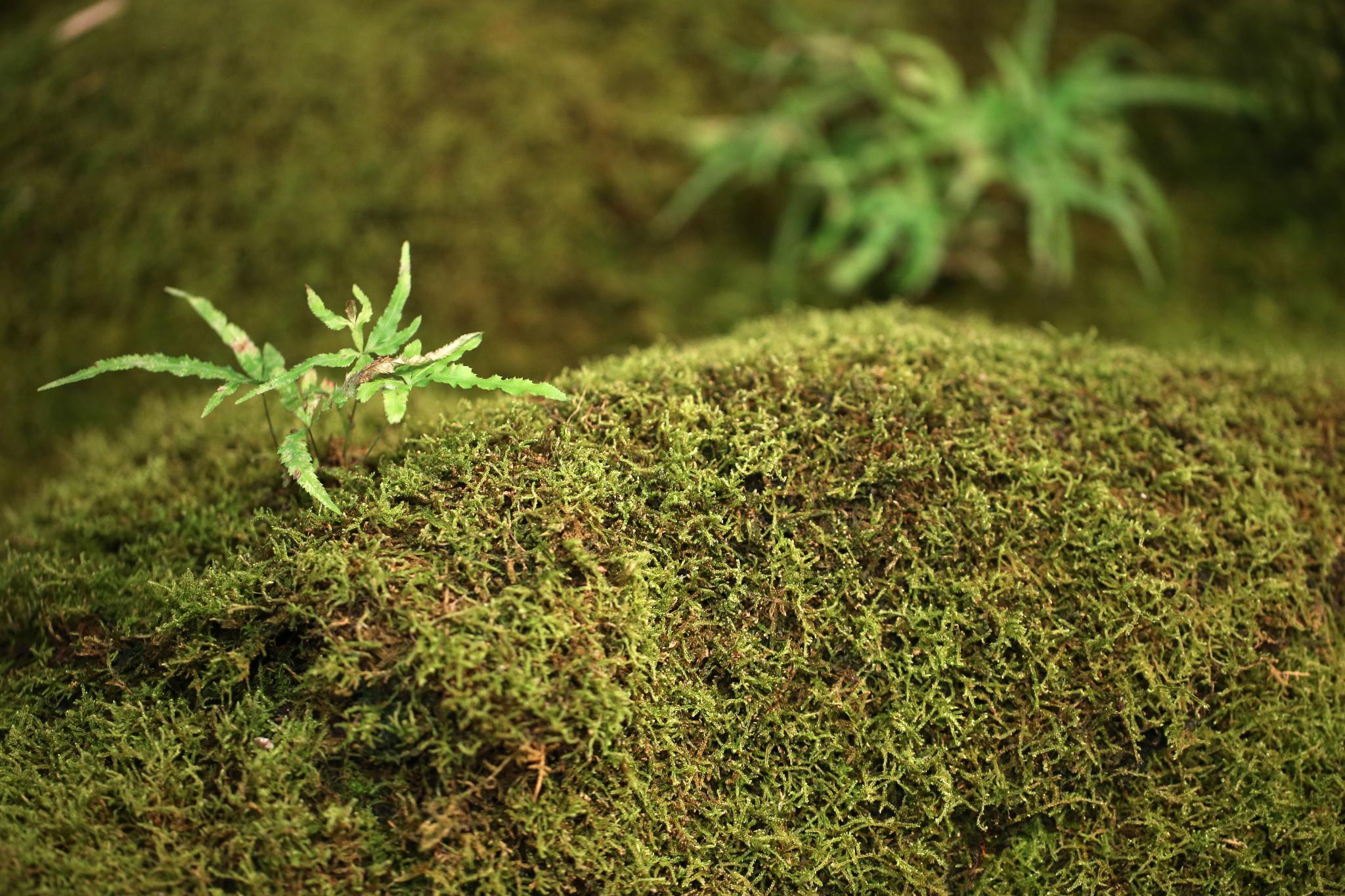 王强专门从事苔藓植物研究与分类,从他开始与苔藓植物打交道到如今