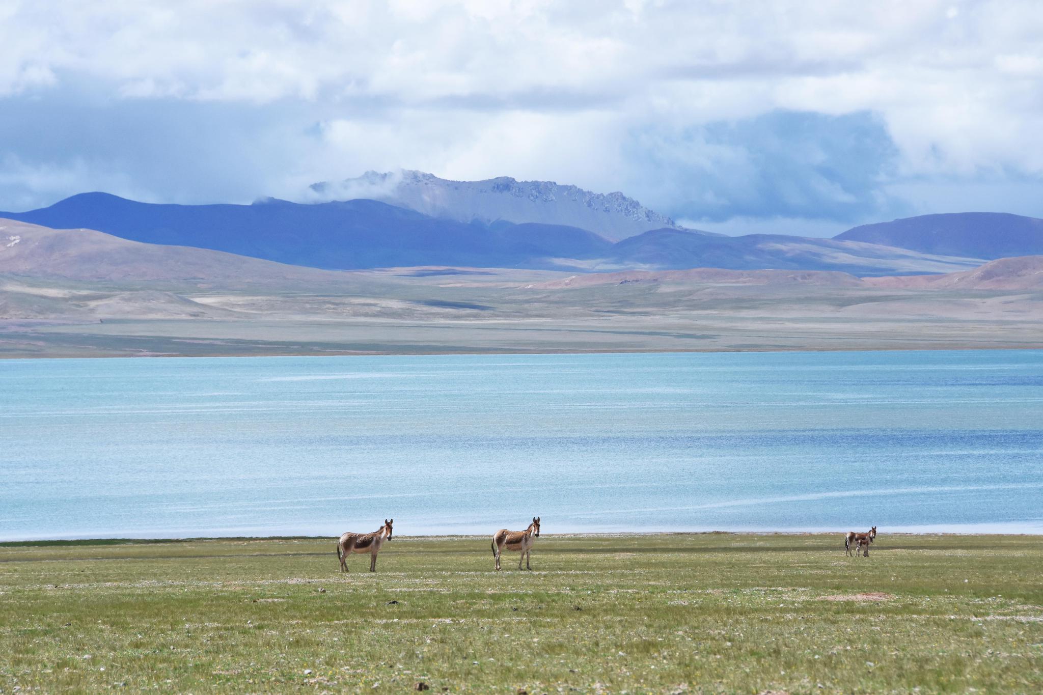 8月3日,藏野驴在羌塘国家级自然保护区内嬉戏.