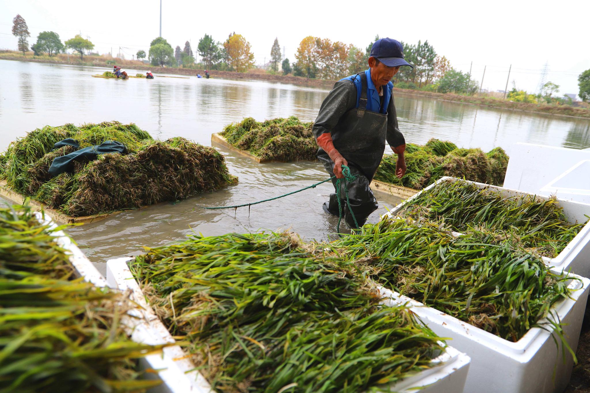 据合作社负责人王田福介绍,合作社苦草种植实施的订单农业,主要销往