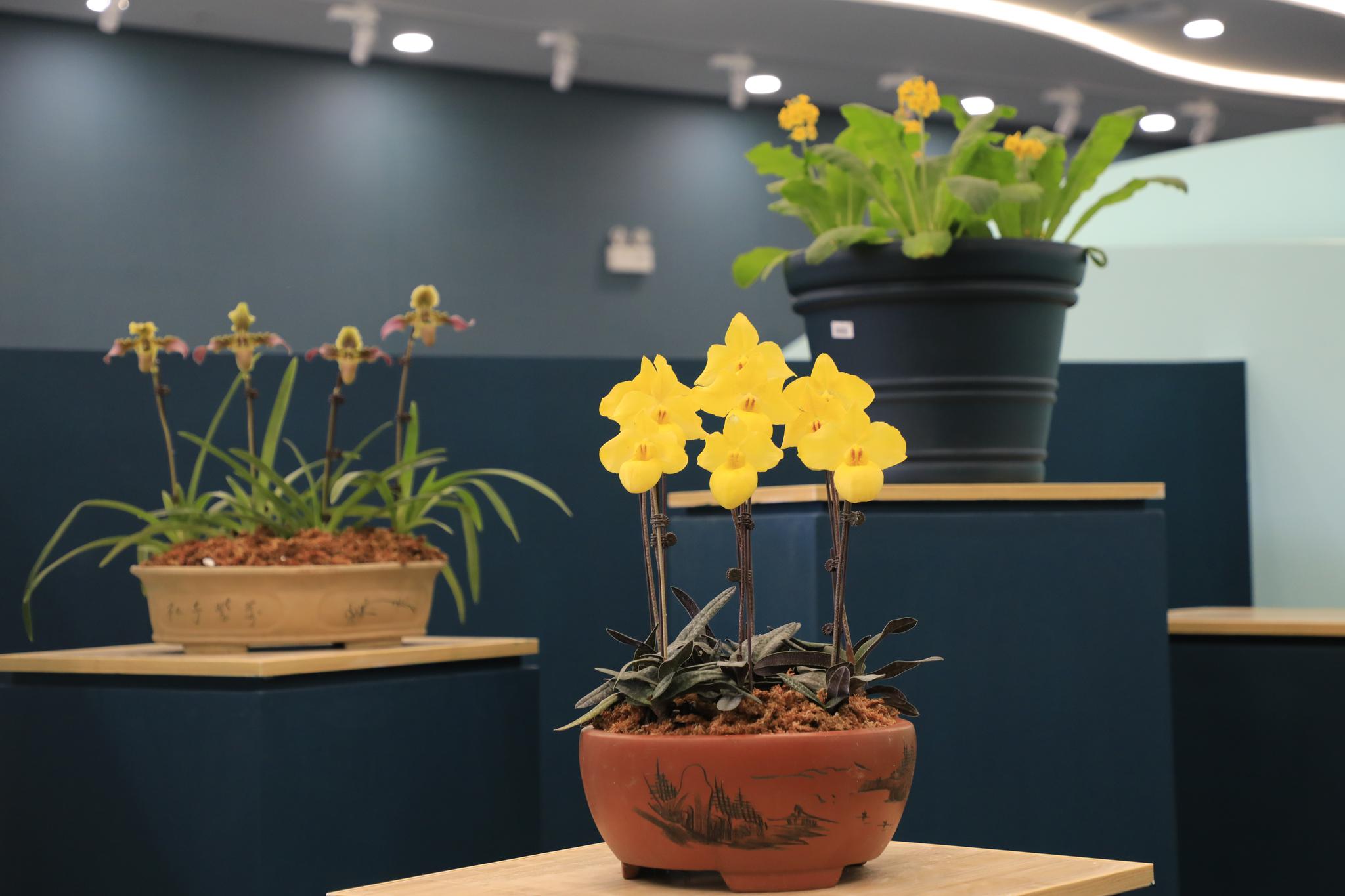 300种中国珍稀植物将亮相世园会"神州奇珍"展厅