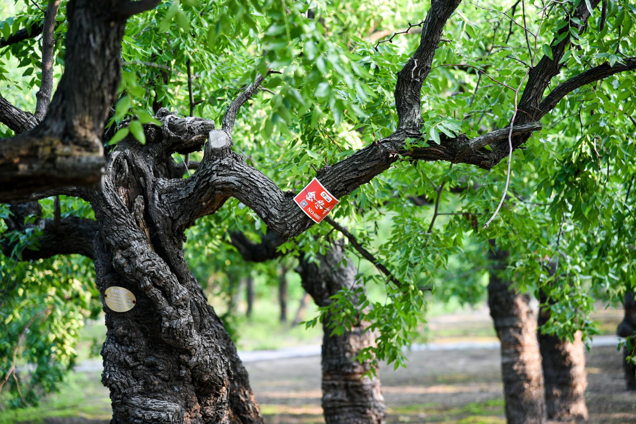 9月4日晚8点乐陵千年古枣树采摘权拍卖会等你来