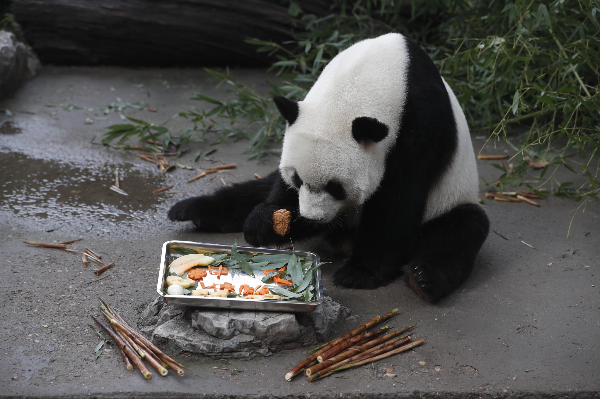 大熊猫吃上月饼,果盘,北京动物园推出动物"中秋特餐"