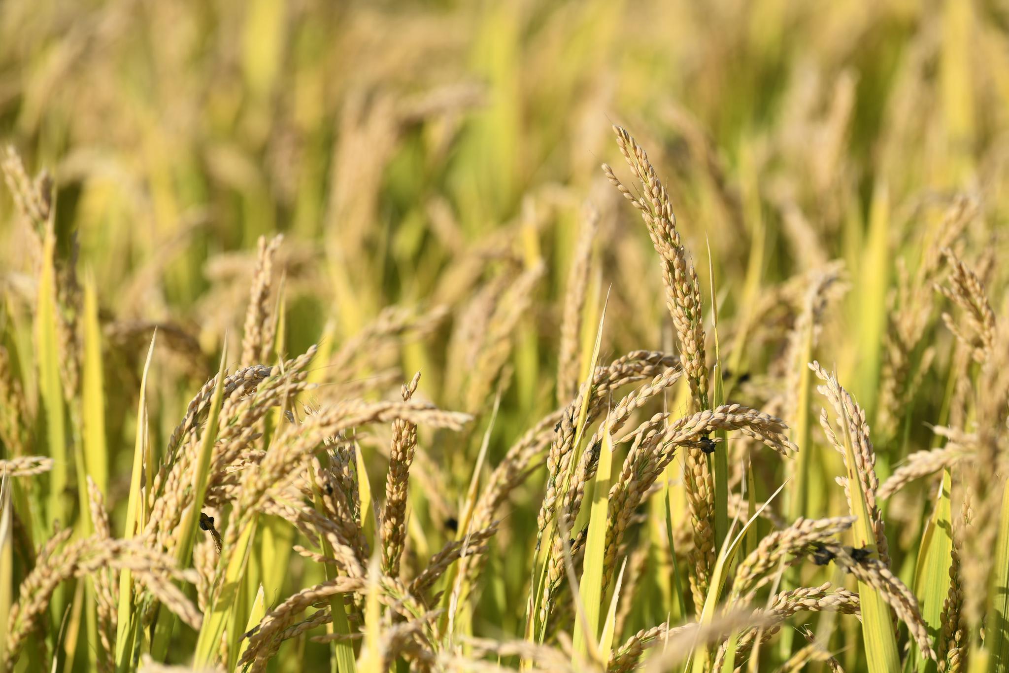 秋天是个收获的季节.