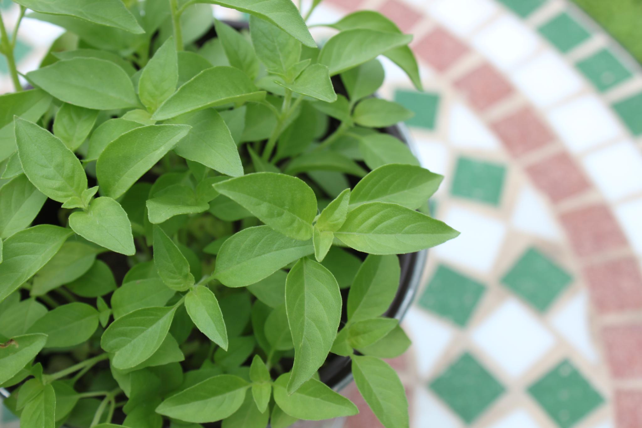 花当菜吃菜当花种北京200万盆罗勒即将出货