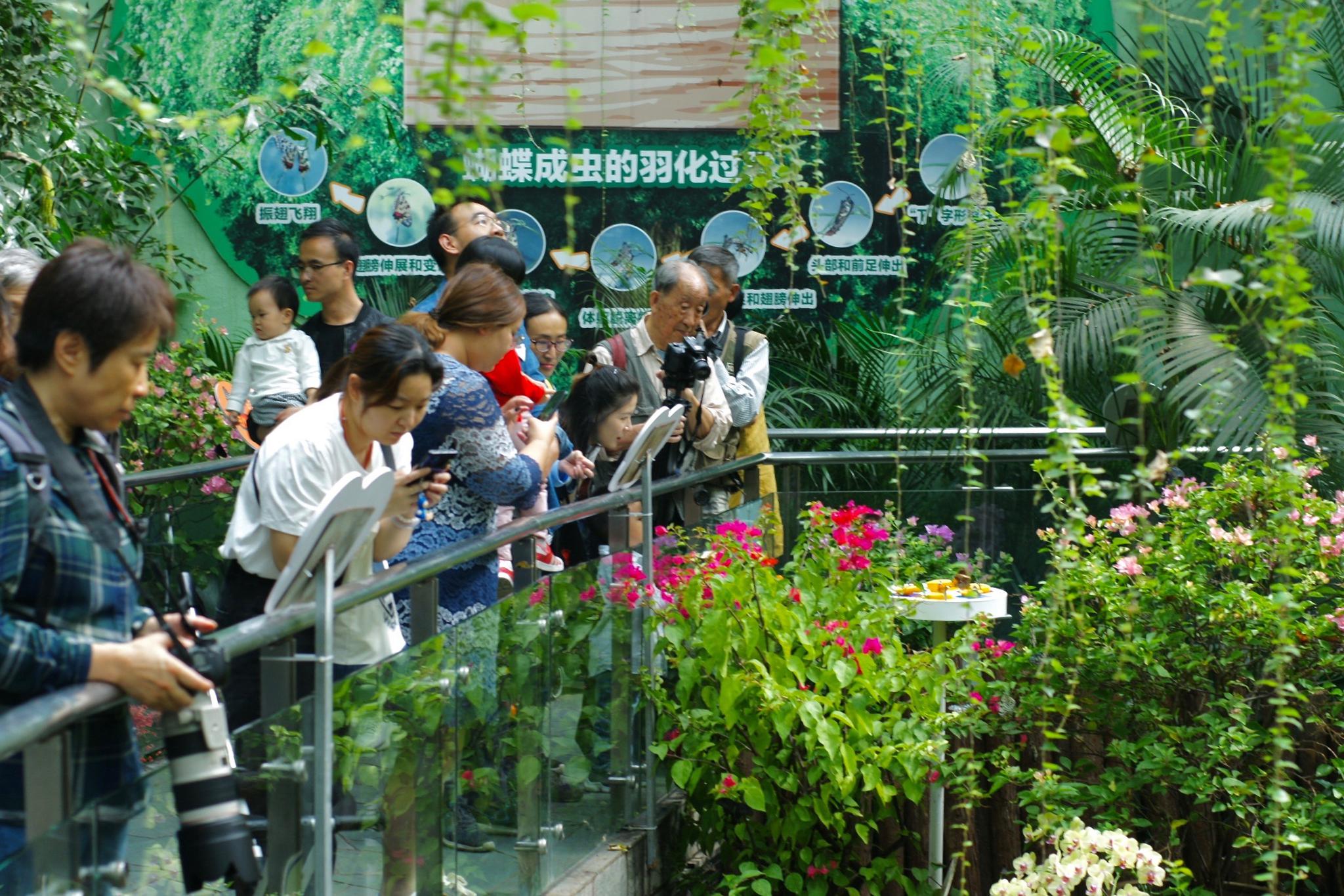 上海动物园蝴蝶展上8万只蝴蝶翩飞展览重视科教珍视乡土