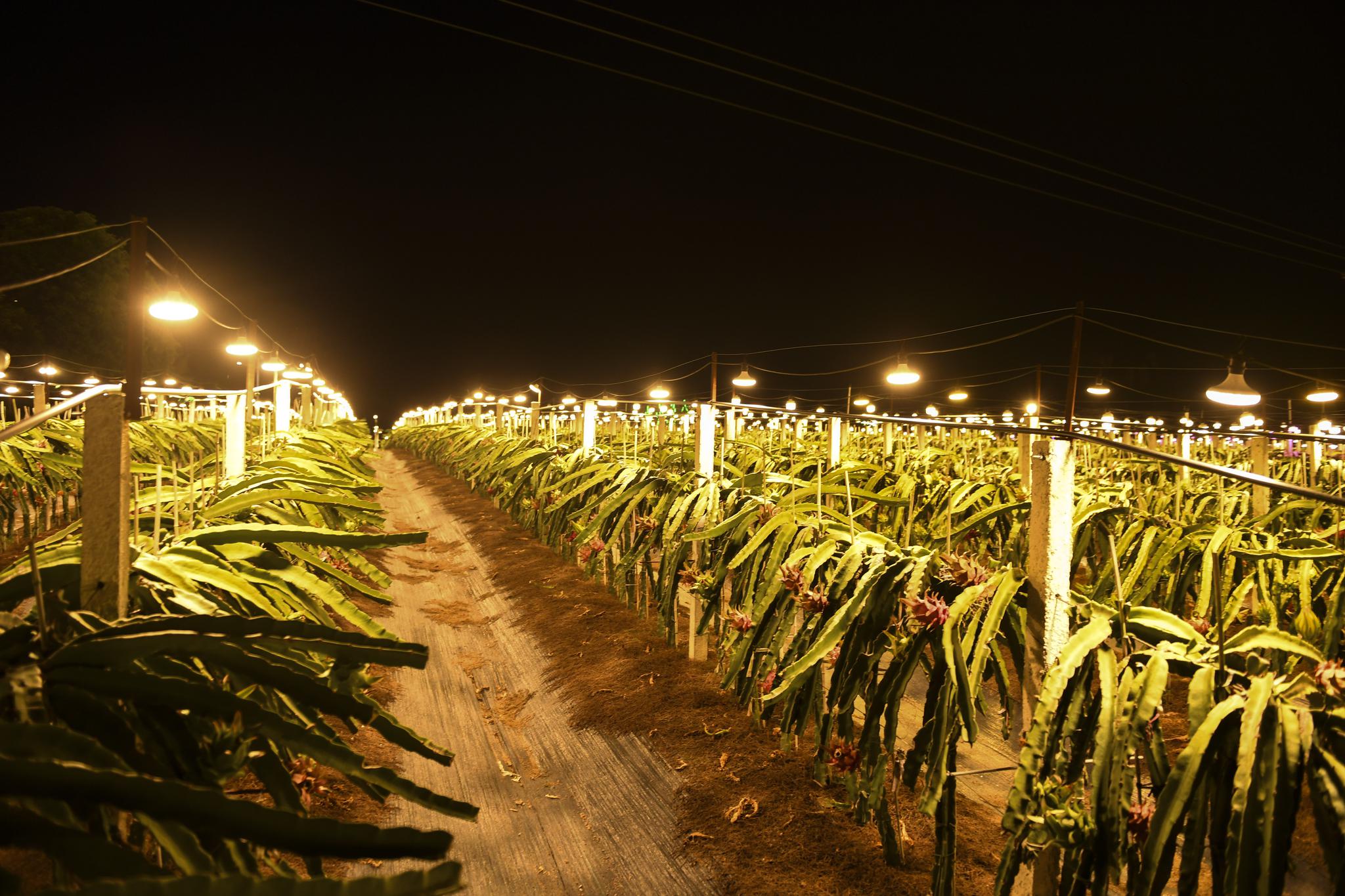 广西隆安县一处安装有灯光补给系统的火龙果种植基地在夜晚点亮补给