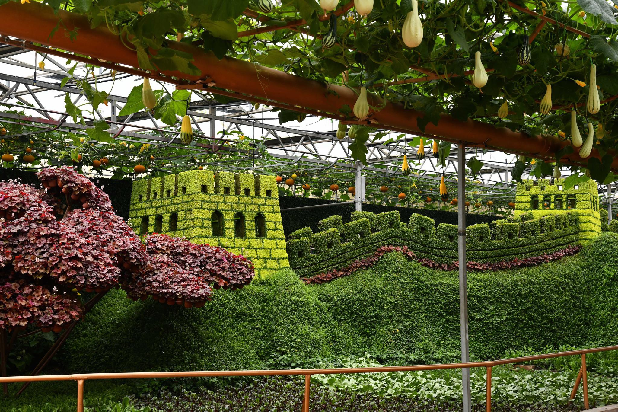 山东寿光:菜博会上的果蔬景观