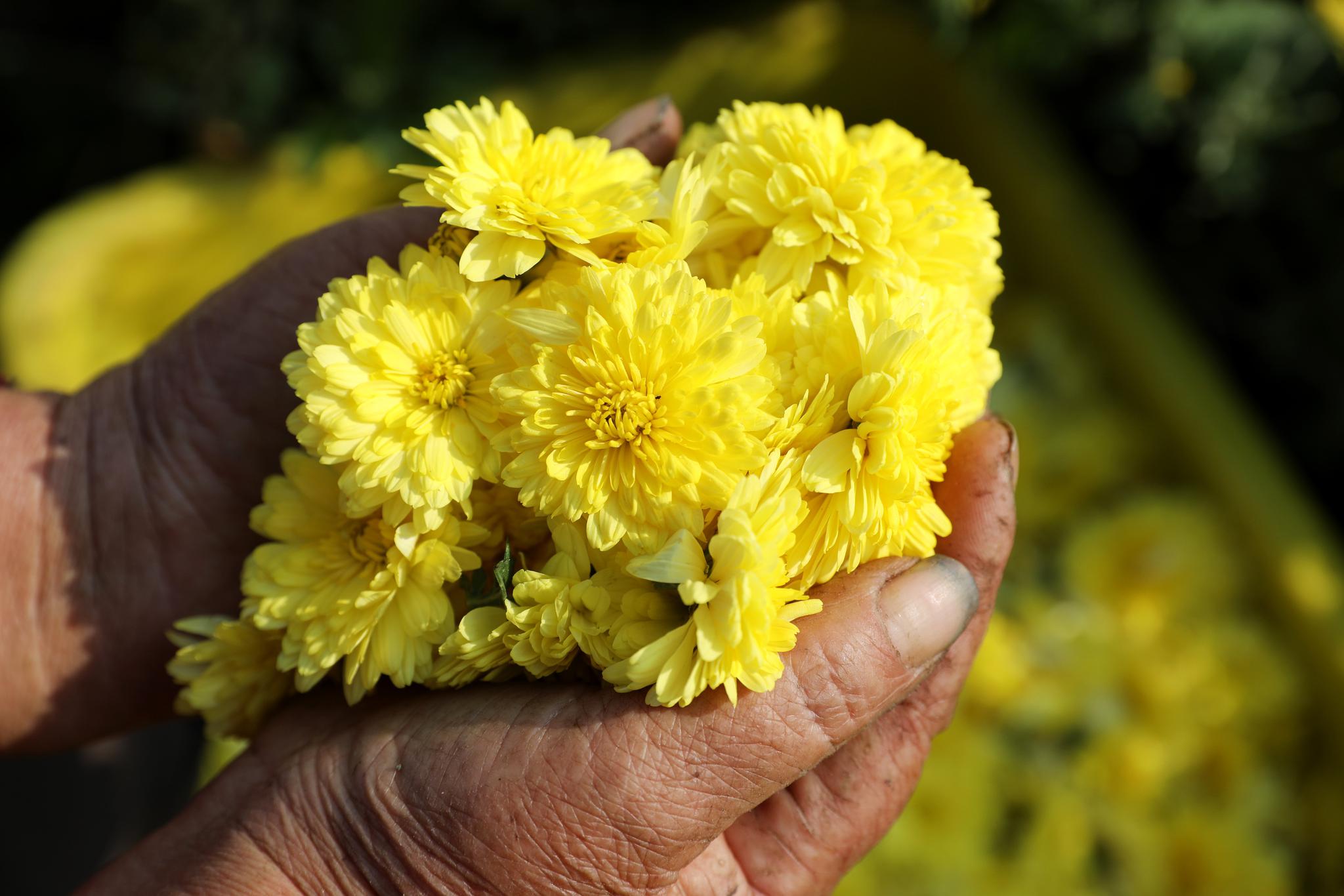 河南温县:黄河滩区怀菊美不胜收,"采菊人"开启采摘季|怀菊花|怀菊
