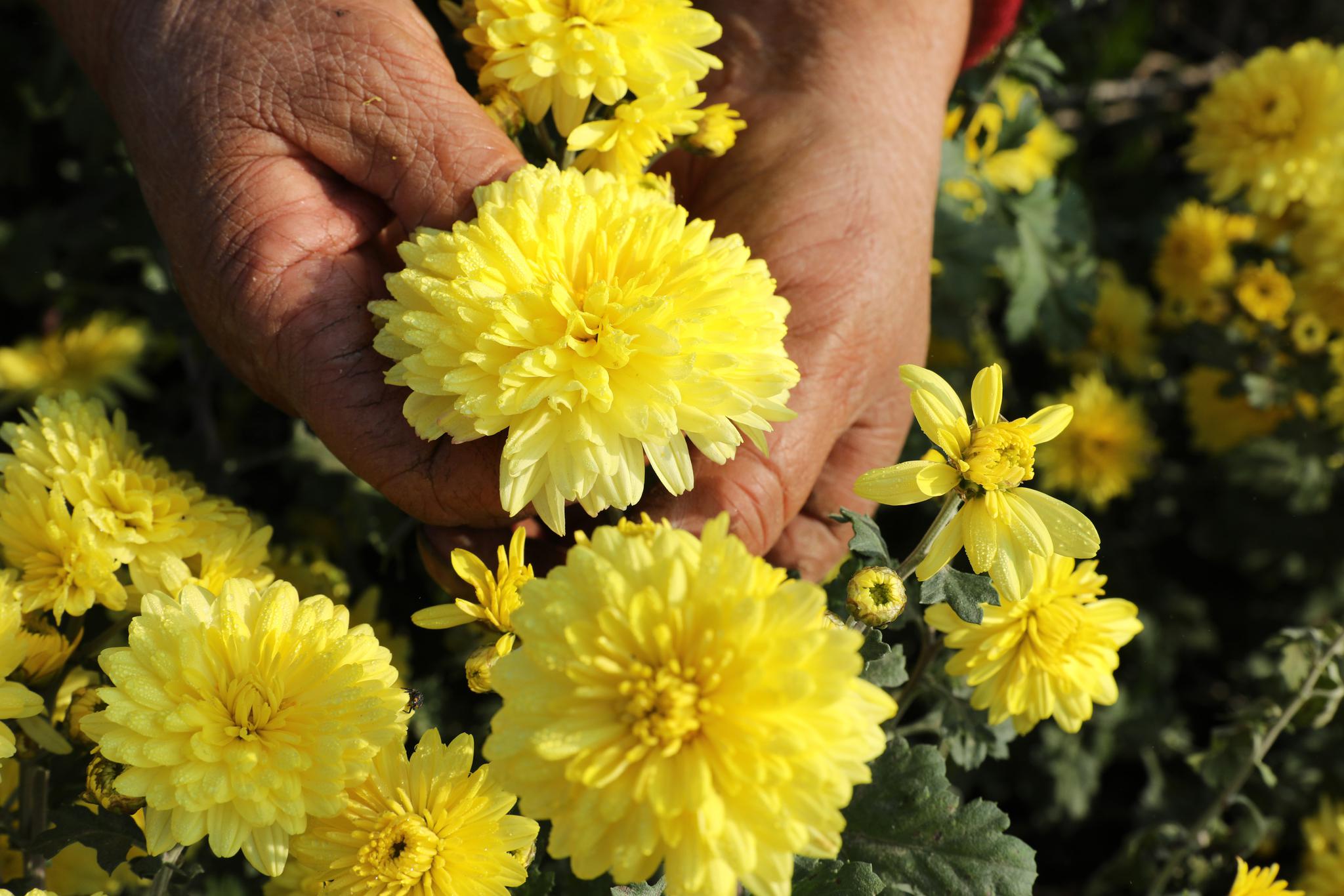 河南温县:黄河滩区怀菊美不胜收,"采菊人"开启采摘季|怀菊花|怀菊
