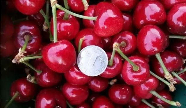 裂口樱桃更便宜,大连市民有疑问:是打膨大剂了