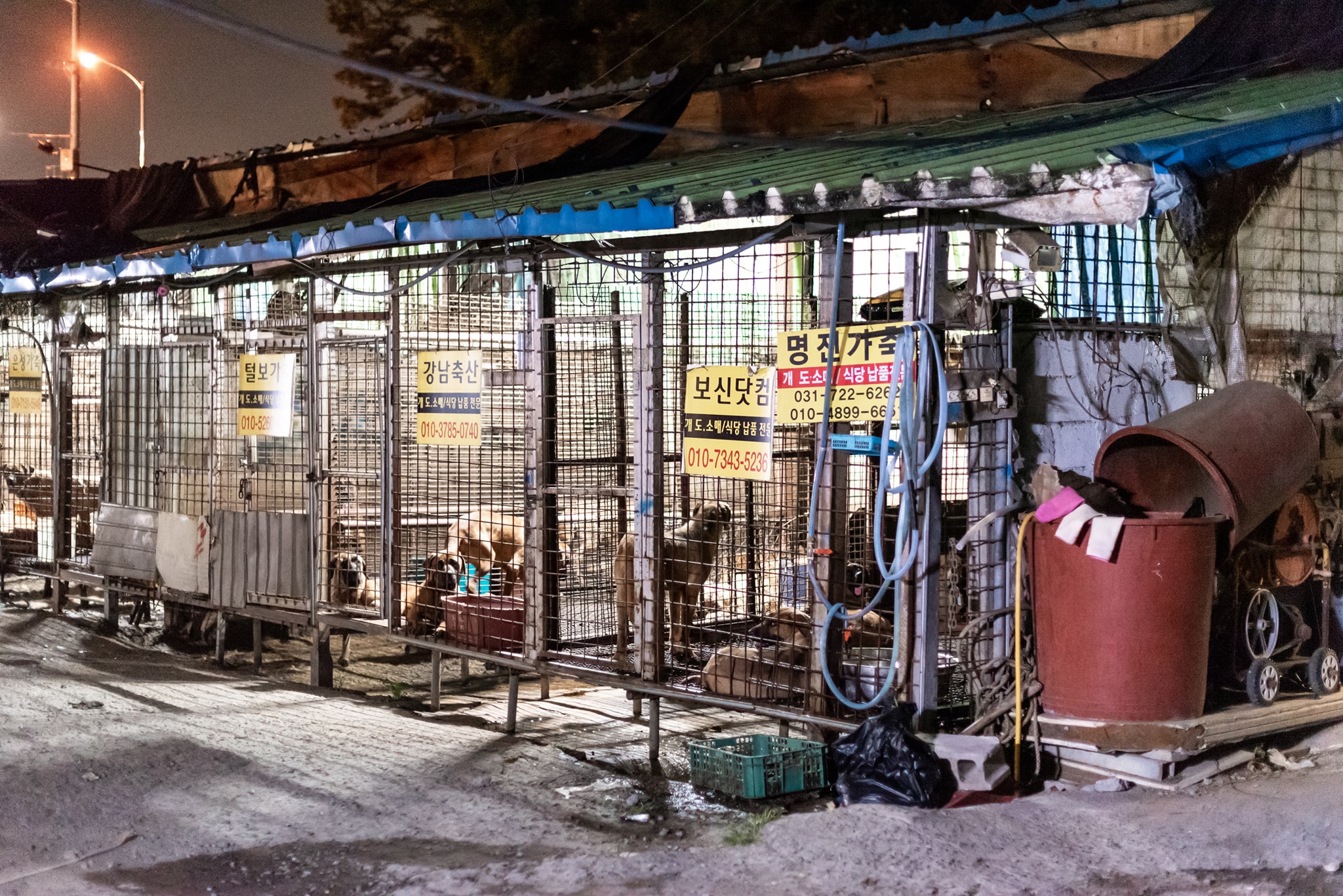 韩地方政府迫于动保组织压力 将拆该国最大屠狗场|狗肉|屠宰场|动物保护_新浪新闻