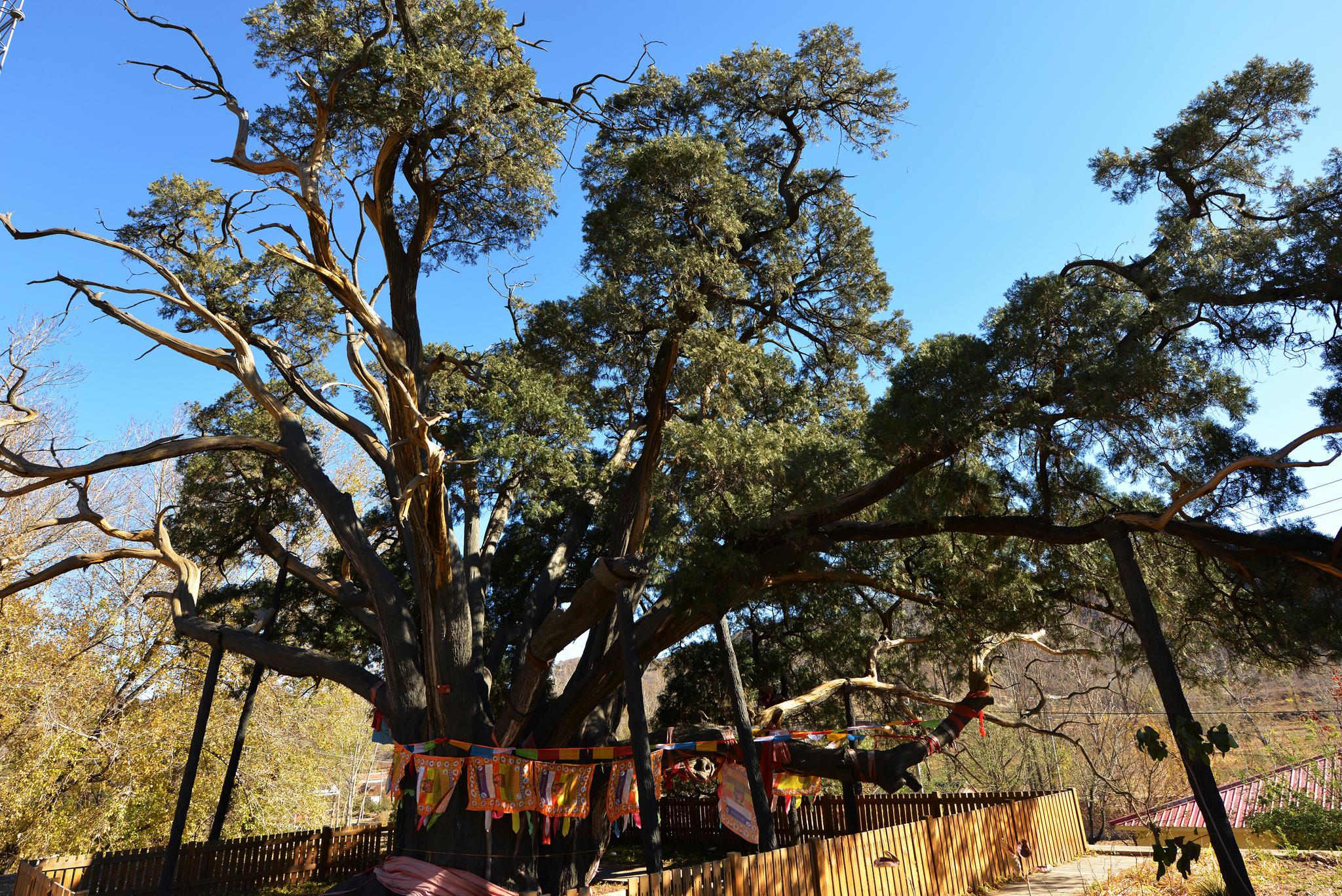 据了解,北京现有古树名木4万余株,是全世界古树数量最多的城市