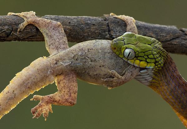 刺激!镜头全程记录越南毒蛇上演生吞活物