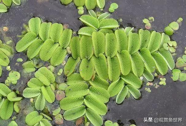 介绍几种观赏鱼缸里常用的浮萍,美观还能除藻