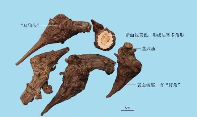 用这些药材泡酒有人喝完已送命-怒江中药材网_重楼