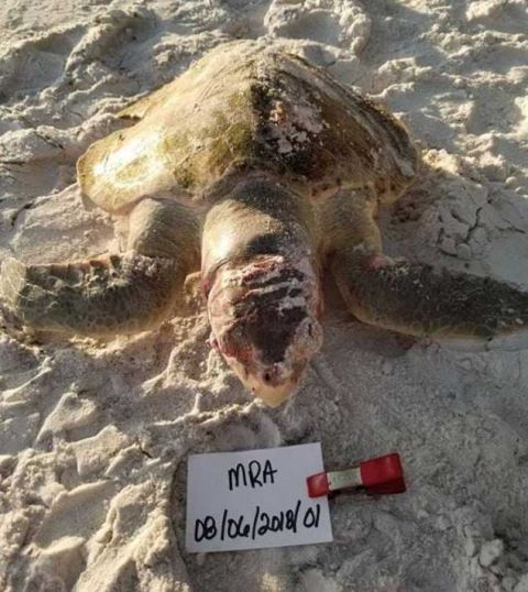 最濒危肯氏海龟困高脚凳活活饿死海上头部满是伤痕及血迹