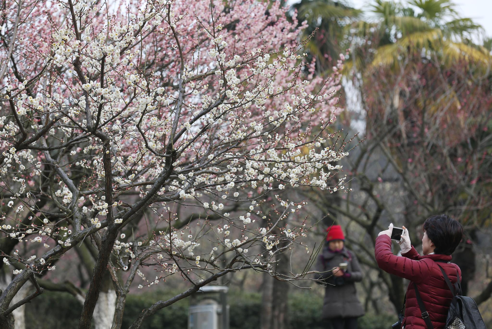 新华社发(曹正平 摄)2月16日在湖南省衡阳市南湖公园拍摄的雨中梅花.