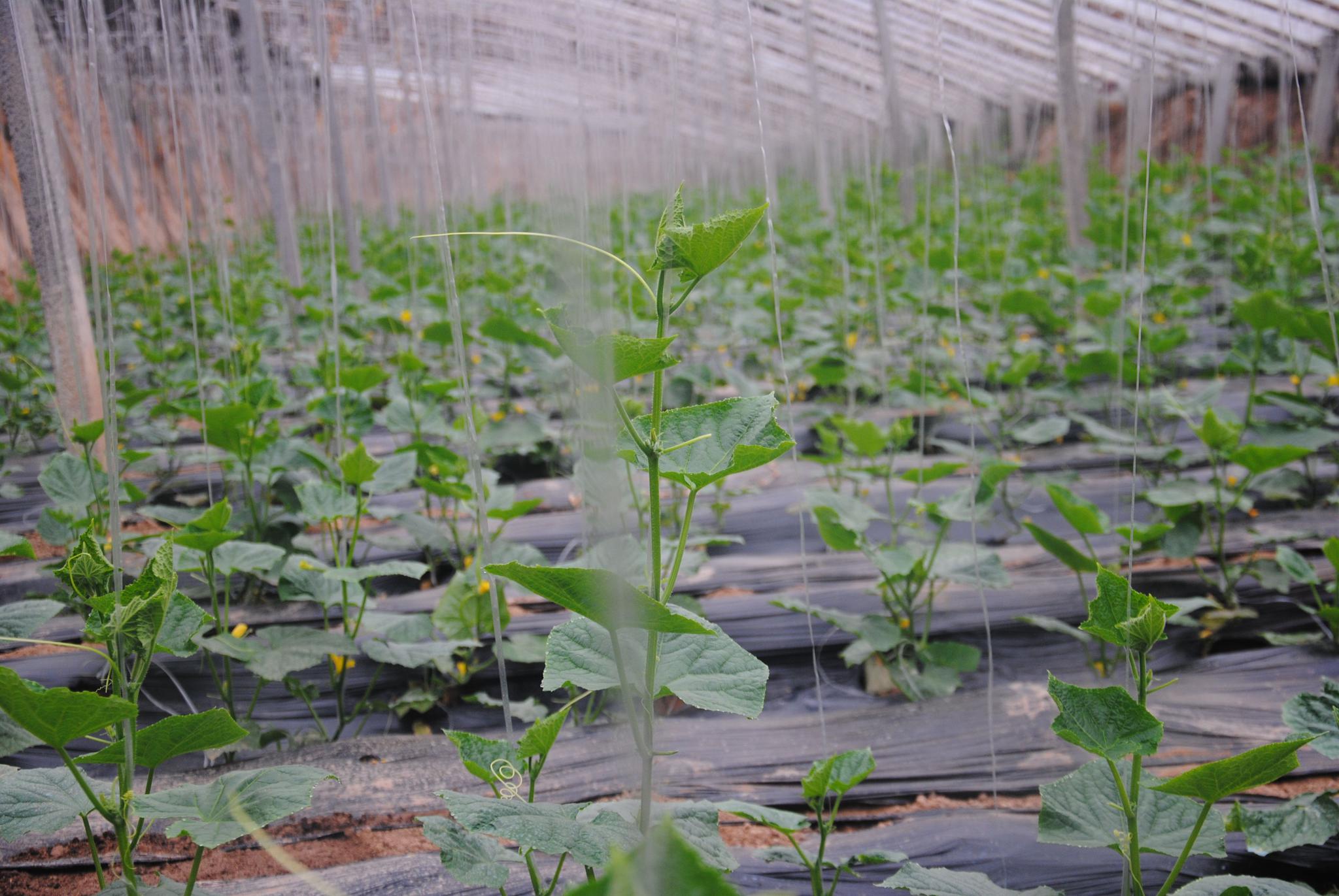 胡寨村村民在大棚忙农活 一人一棚戴口罩