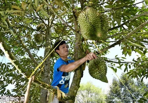 泰国年轻人在树上摘榴莲.