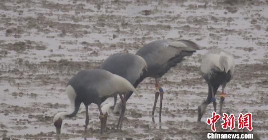 江西今春首次发现3只蒙古国环志白枕鹤(图)|鄱