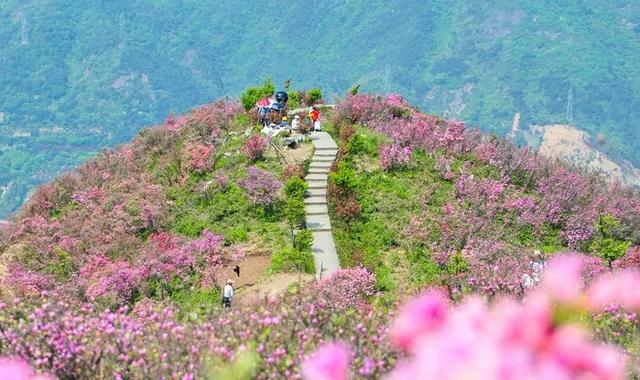 奉化西坞金峨杜鹃花文化旅游节启幕 4万游客入山赏美景
