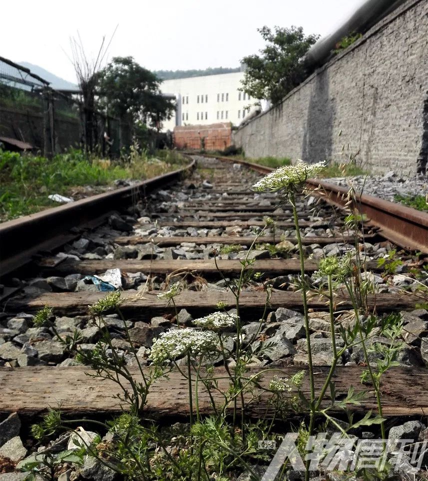 荒废已久的铁路专用线 &nbsp; 图 / 贺天行