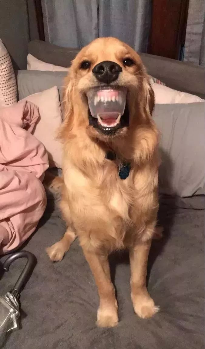 大金毛跑到卧室炫耀它的"牙",主人仔细看了一下后笑喷了.