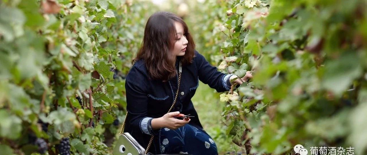 人物| 孟蕾:我的香槟人生