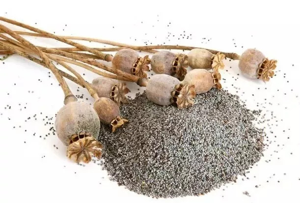 少年科学粉每日一题 | 容易上瘾!如何分辨食物中是否添加了罂粟壳?